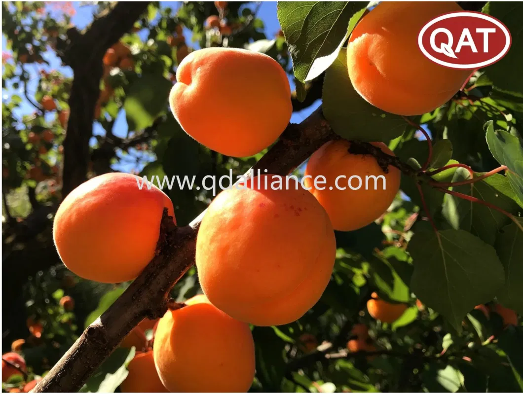 Hot Sale Bulk IQF Fruits Frozen Apricot Halve with High Quality