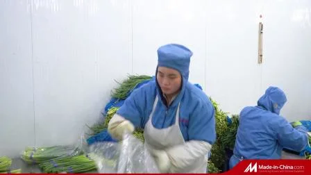 Venda quente vegetal verde congelado jovem broto de alho brotos