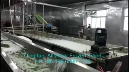 Halal Brc ISO Frozen IQF China Feijão Verde Ervilhas Verdes para Salada Café da Manhã em Embalagem de Varejo a Granel com Preço de Fábrica